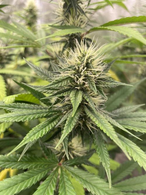 C.C.G / O.S.S Grow Event Poison cookies. Week 12