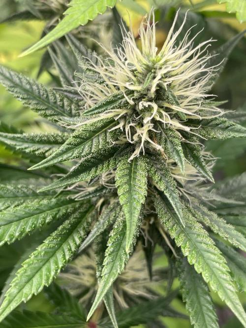 C.C.G / O.S.S Grow Event Poison cookies. Week 12
