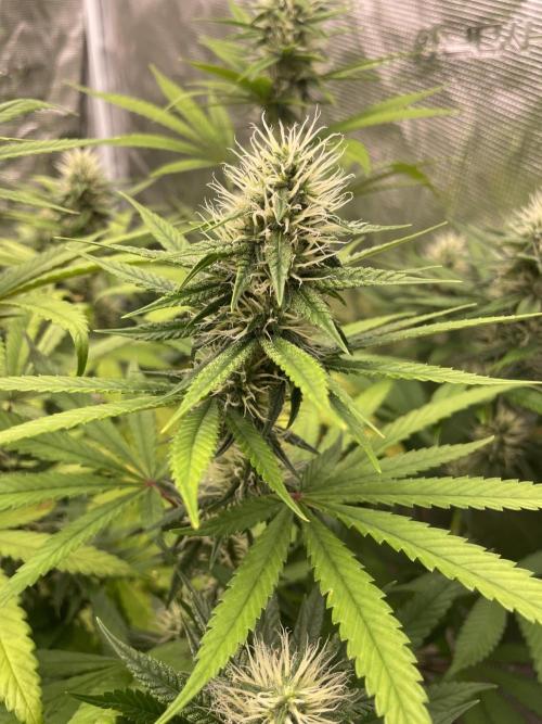 C.C.G / O.S.S Grow Event Poison cookies. Week 12