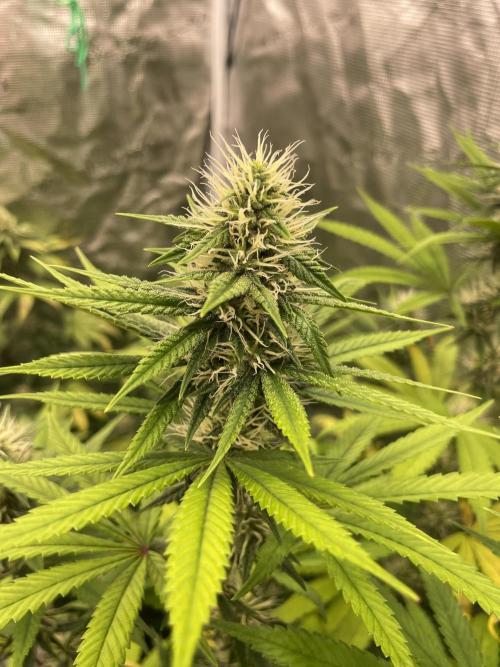 C.C.G / O.S.S Grow Event Poison cookies. Week 12