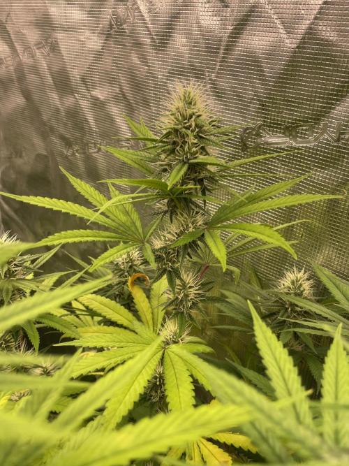 C.C.G / O.S.S Grow Event Poison cookies. Week 12