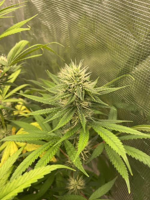 C.C.G / O.S.S Grow Event Poison cookies. Week 12