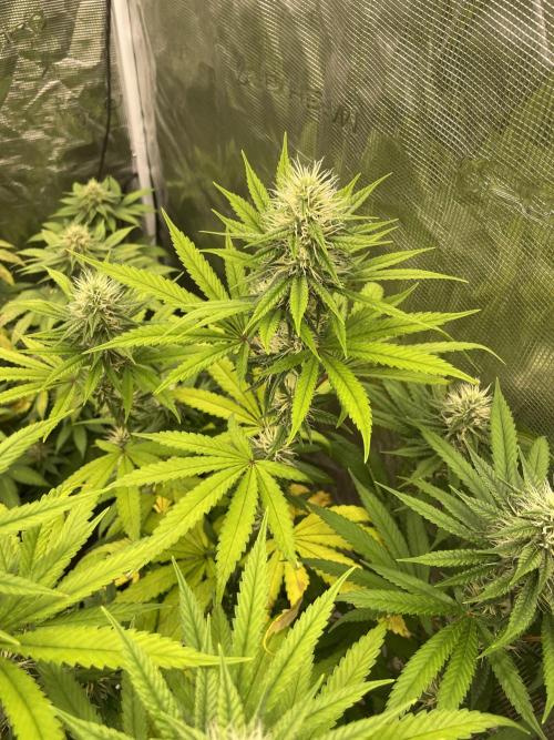 C.C.G / O.S.S Grow Event Poison cookies. Week 12