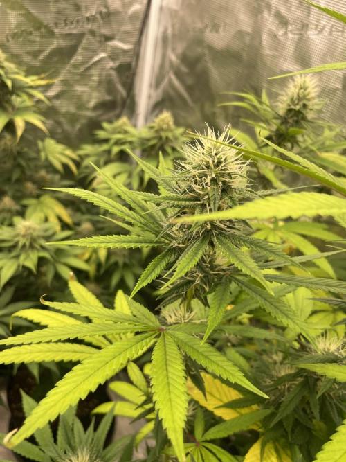 C.C.G / O.S.S Grow Event Poison cookies. Week 12
