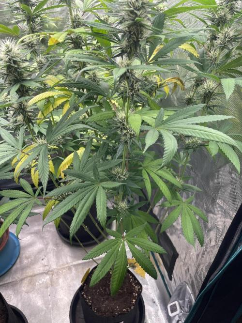 C.C.G / O.S.S Grow Event Poison cookies. Week 12