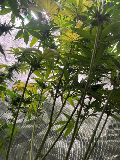 C.C.G / O.S.S Grow Event Poison cookies. Week 12