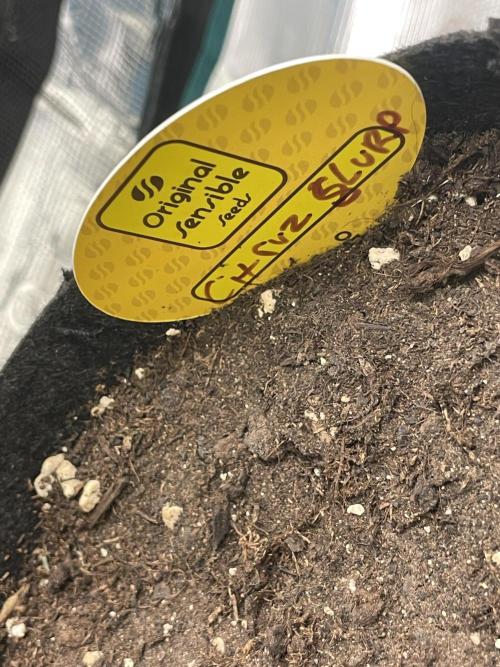 C.C.G / O.S.S Grow Event Citrus Slurp. Week 12