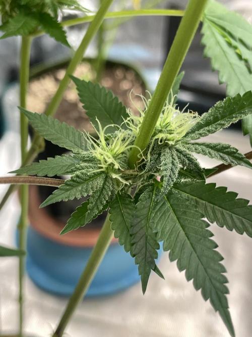 C.C.G / O.S.S Grow Event Citrus Slurp. Week 12