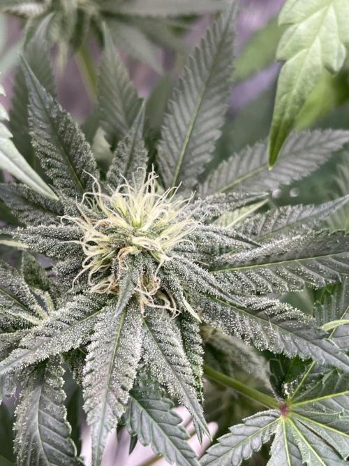 C.C.G / O.S.S Grow Event Citrus Slurp. Week 12