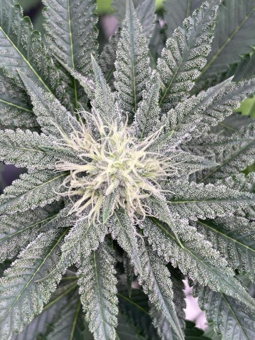 C.C.G / O.S.S Grow Event Citrus Slurp. Week 12