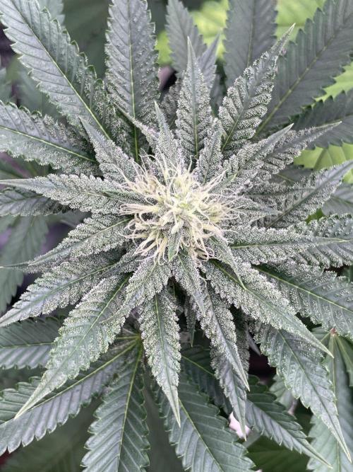 C.C.G / O.S.S Grow Event Citrus Slurp. Week 12