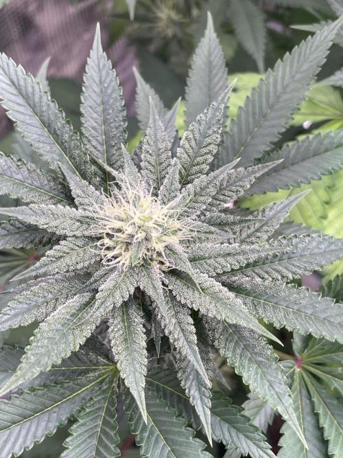 C.C.G / O.S.S Grow Event Citrus Slurp. Week 12