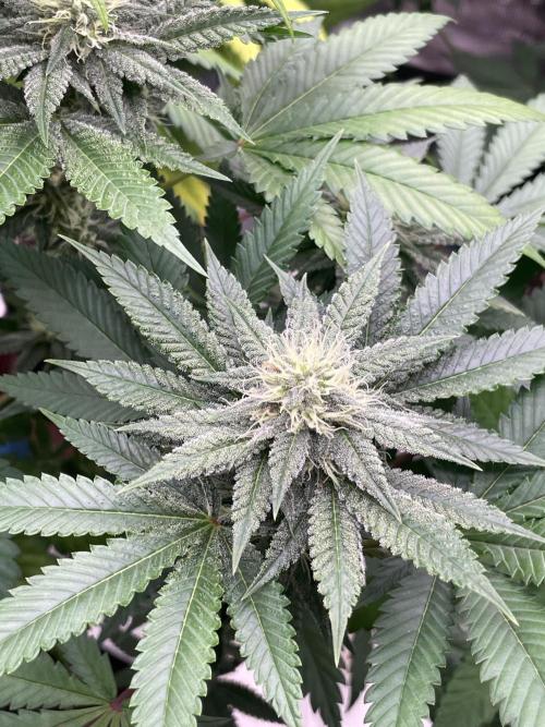 C.C.G / O.S.S Grow Event Citrus Slurp. Week 12