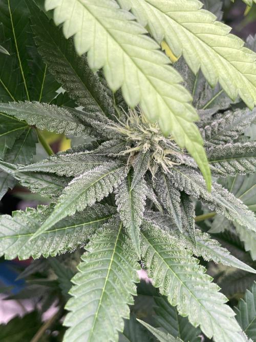 C.C.G / O.S.S Grow Event Citrus Slurp. Week 12