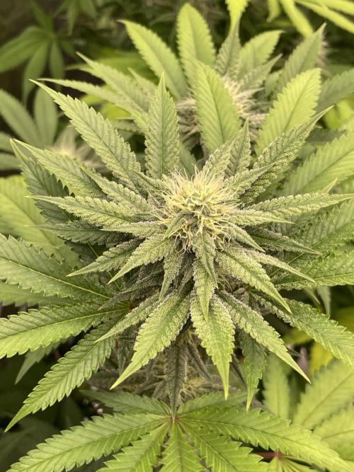 C.C.G / O.S.S Grow Event Citrus Slurp. Week 12
