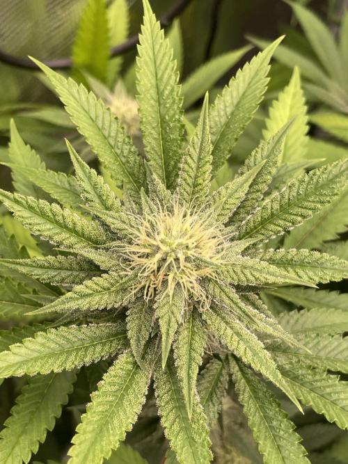 C.C.G / O.S.S Grow Event Citrus Slurp. Week 12