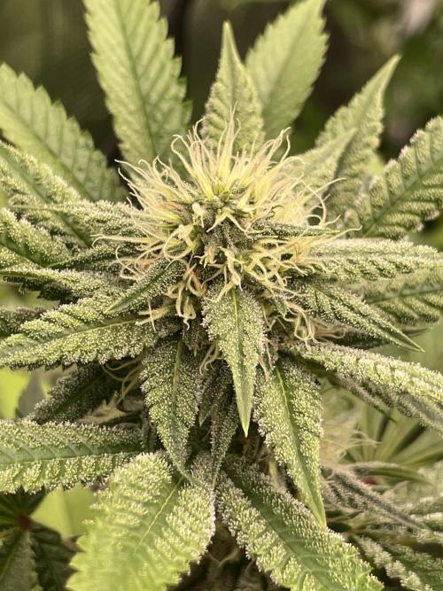 C.C.G / O.S.S Grow Event Citrus Slurp. Week 12