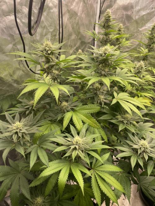 C.C.G / O.S.S Grow Event Citrus Slurp. Week 12