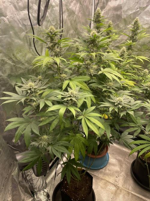 C.C.G / O.S.S Grow Event Citrus Slurp. Week 12