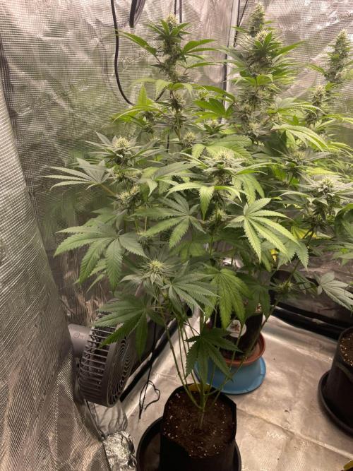 C.C.G / O.S.S Grow Event Citrus Slurp. Week 12