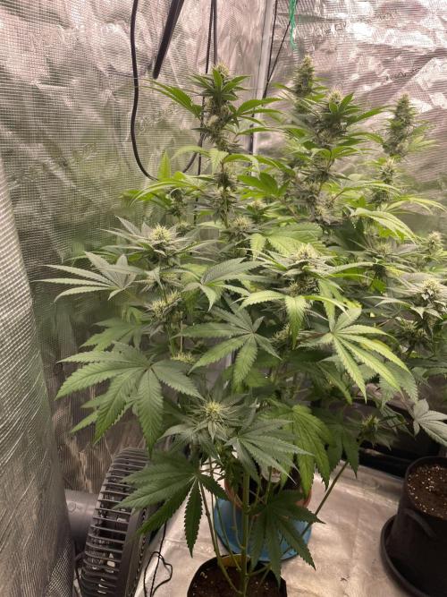 C.C.G / O.S.S Grow Event Citrus Slurp. Week 12