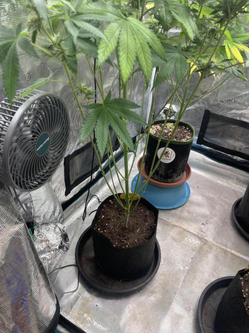 C.C.G / O.S.S Grow Event Citrus Slurp. Week 12