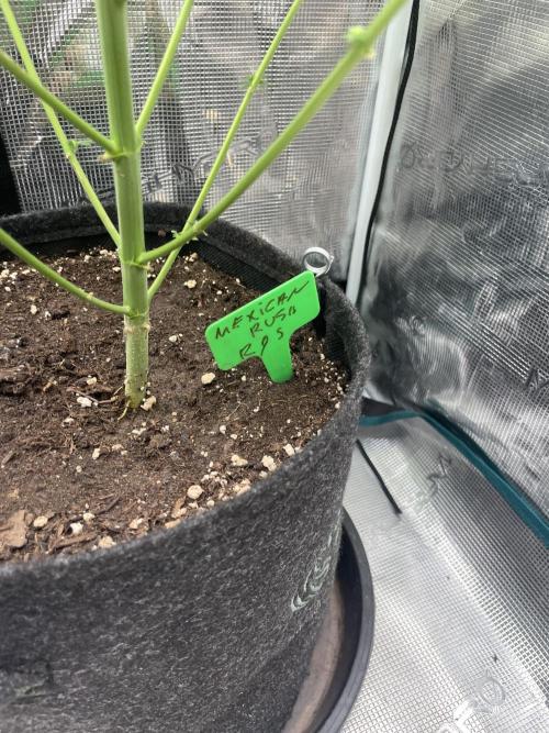 Mexican rush. Week 11