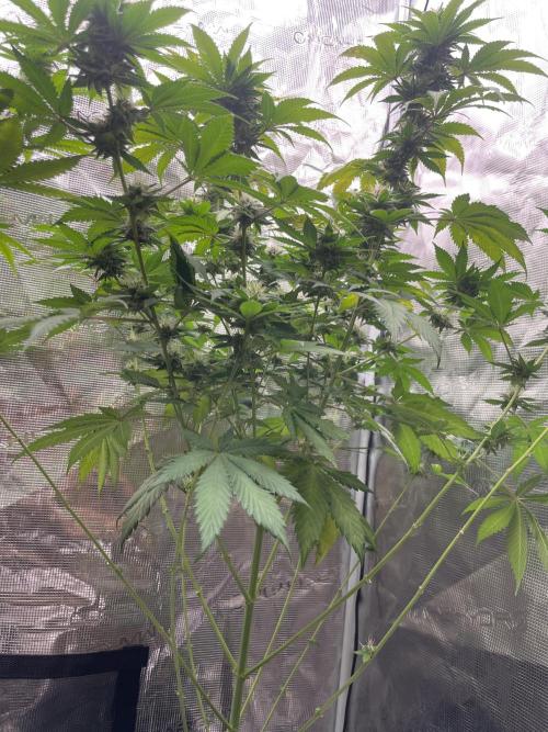 Mexican rush. Week 11