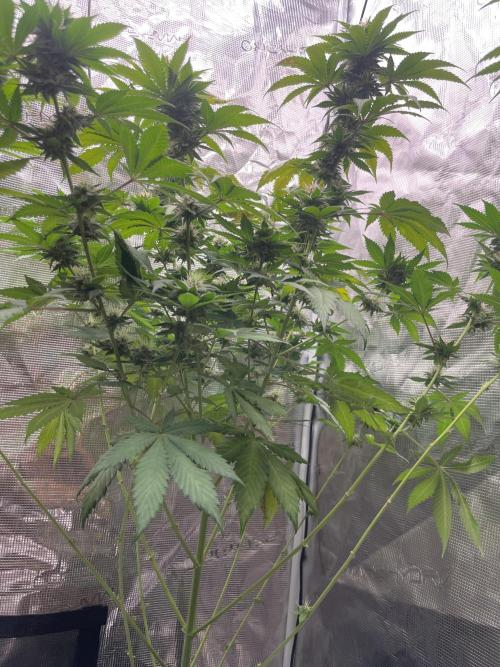 Mexican rush. Week 11