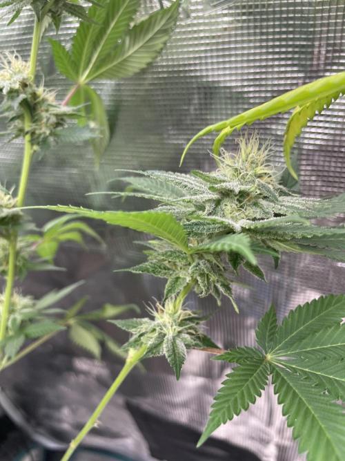 Mexican rush. Week 11