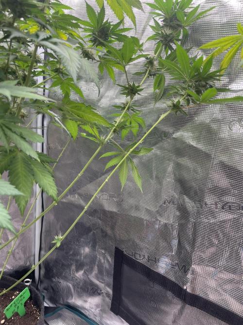 Mexican rush. Week 11