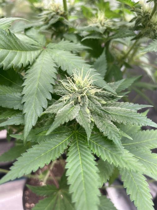 Mexican rush. Week 11