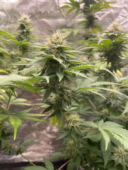 Mexican rush. Week 11