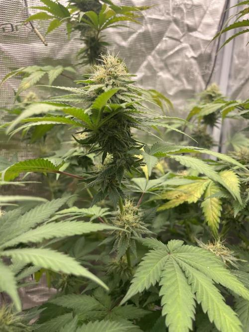 Mexican rush. Week 11