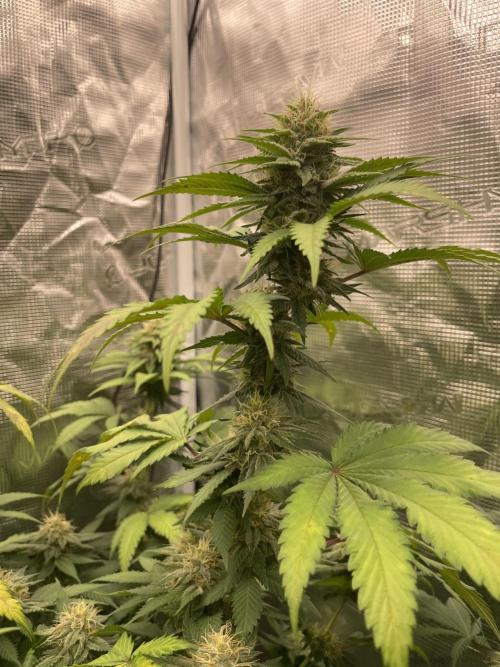 Mexican rush. Week 11