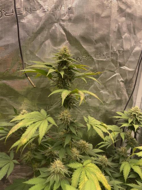 Mexican rush. Week 11
