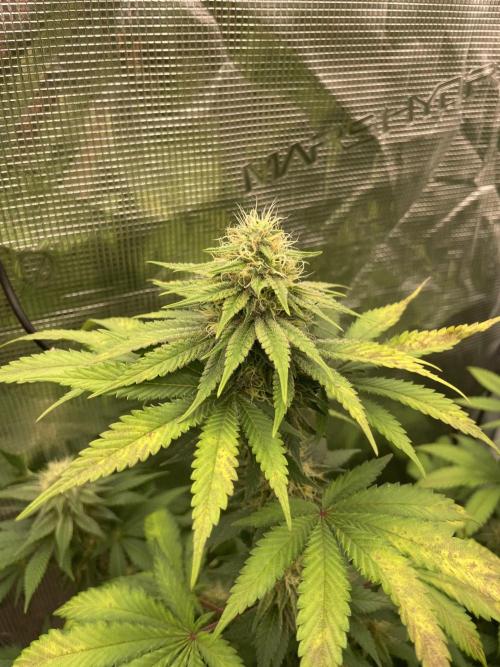 Mexican rush. Week 11