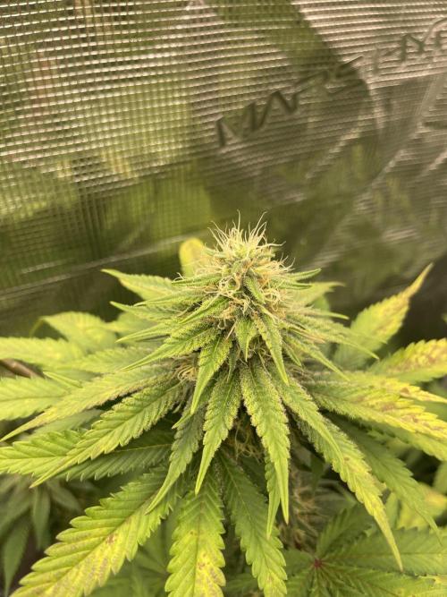 Mexican rush. Week 11