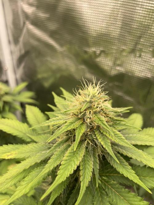 Mexican Rush. Week 11
