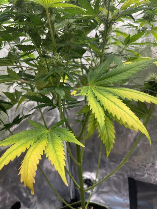 Northern lights. Week 11