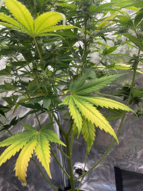 Northern lights. Week 11