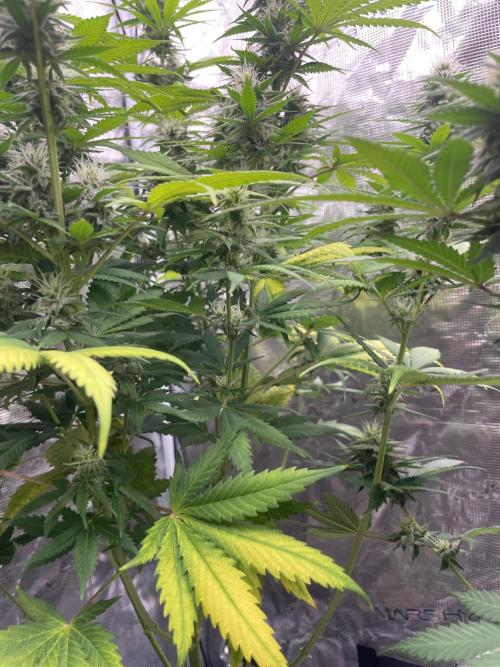 Northern lights. Week 11