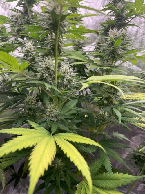 Northern lights. Week 11