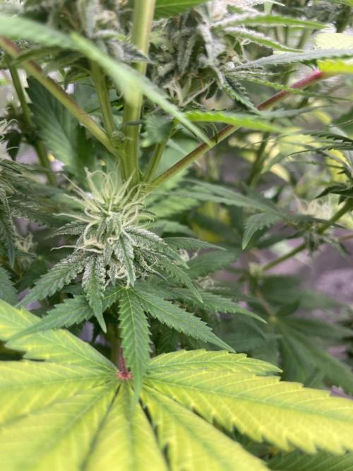 Northern lights. Week 11