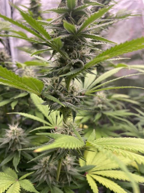 Northern lights. Week 11