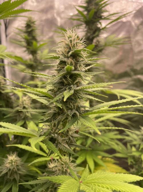 Northern lights. Week 11