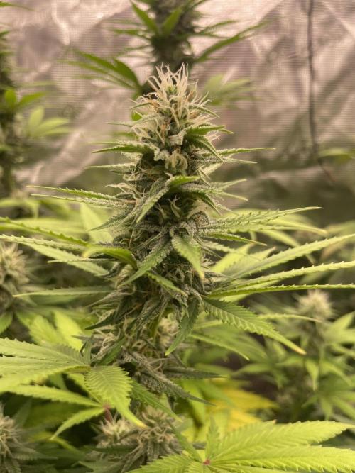 Northern lights. Week 11