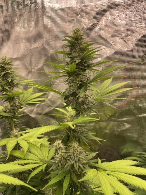 Northern lights. Week 11