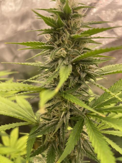 Northern lights. Week 11