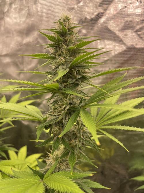 Northern lights. Week 11